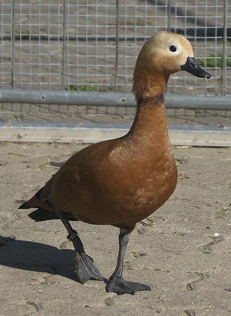 年之久